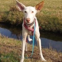 Milky vom Schattenhund zum Reiseprofi, Hündin zur Adoption