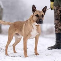 Creo sucht sein Traumzuhause, Hund zur Adoption