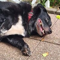 Jacky der Schmuser, Hund zur Adoption