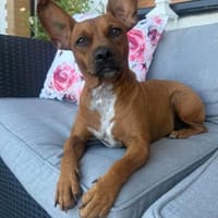 Yuki, neugierig, zutraulich, verträglich, Hündin zur Adoption