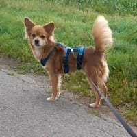 Coco sucht ein Zuhause, Hund zur Adoption