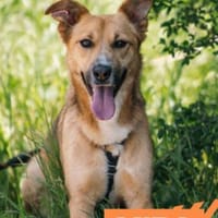 Mira - aktive, schlaue Schönheit, Hündin zur Adoption