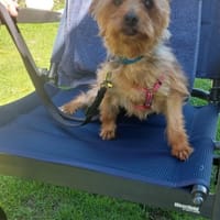 Rosi, kleine Charmeurin, Hündin zur Adoption