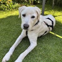 Denis - Lieber Rüde auf PS in BW, Hund zur Adoption
