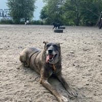 Ben - Sanfter Rüde auf PS in Berlin, Hund zur Adoption