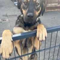 Billysucht seine Menschen🐾🐾, Hund zur Adoption