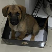 Welpe MIKE - in 46539 Dinslaken, Hund zur Adoption