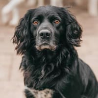 Rambo, Hund zur Adoption