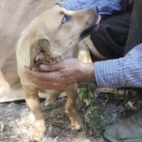 Ida 35 cm (Pflegestelle), Hündin zur Adoption
