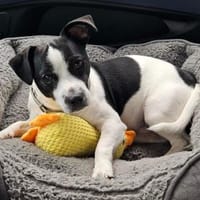 süßer Jack-Russel Amigo, Hund zur Adoption