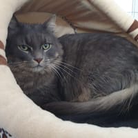 DUMAN CHA, chat à adopter
