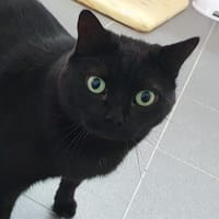 PRINCESSE CHA, chatte à adopter