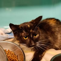 FRIMOUSSE      CTTE, chatte à adopter