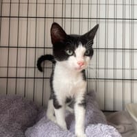 ARNOLD, chat à adopter