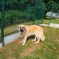 VINDALOO QCN (réservée), chienne à adopter