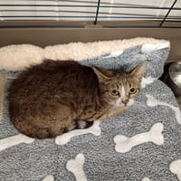 TIA CTTE, chatte à adopter