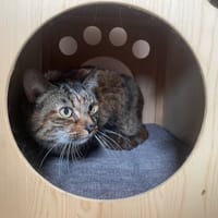 IVONE, chatte à adopter