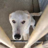 Monique, chienne à adopter
