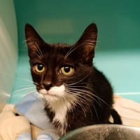 JIMMY     CT, chat à adopter