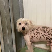 Merlin, chien à adopter