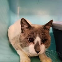 PAPULEX QCT, chat à adopter