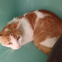 SPEEDOU CT, chat à adopter