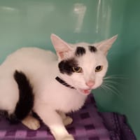 SALTO CT, chat à adopter