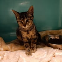 MILO      CT, chat à adopter