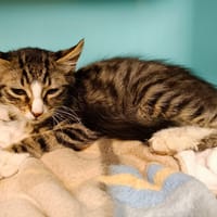 JERRY      CT, chat à adopter