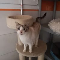 IBIZA, chatte à adopter