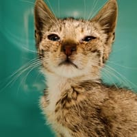 SYBELLE       CTTE, chatte à adopter
