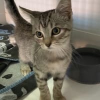 SCHWEPPS, chatte à adopter