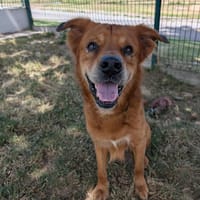 ELIOTH QCN, chien à adopter