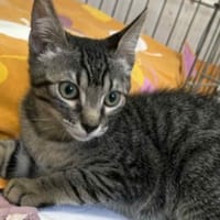 Picolo, chat à adopter