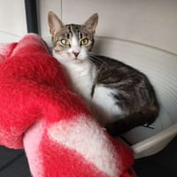 MOLLY, chatte à adopter