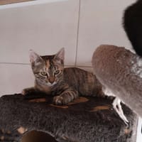 CALIE, chatte à adopter