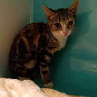 PATTY       CTTE, chatte à adopter