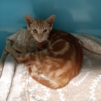 NINOU     CTTE, chatte à adopter