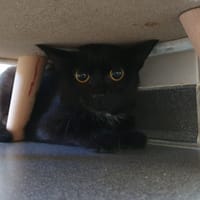PIVOINE C, chatte à adopter