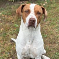 Vénus CAA13929, chienne à adopter