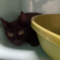 VINNY CTTE, chatte à adopter
