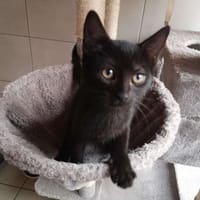 GAUFRETTE réservée, chatte à adopter