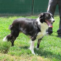 ARES (réservé), chien à adopter