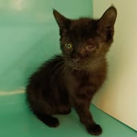 ODIN          CT, chat à adopter