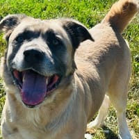 laïki, chien à adopter