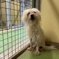 Albert, chien à adopter