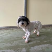 Picsou, chien à adopter