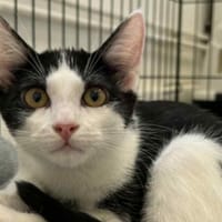 RAJA, chat à adopter