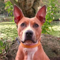VENUS, chienne à adopter