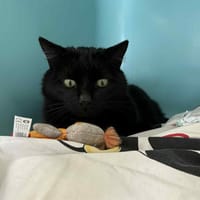 COOKIE, chat à adopter